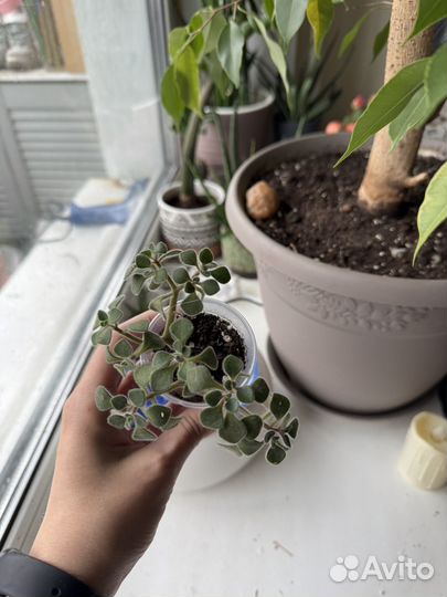 Аихризон дерево любви