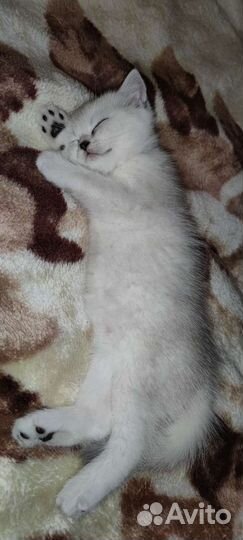 Британская серебристая шиншилла