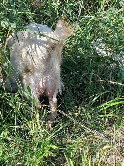 Коза ломанча