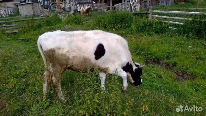 Тёлочка 1.5 года