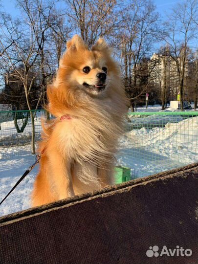 Померанский шпиц вязка кобель