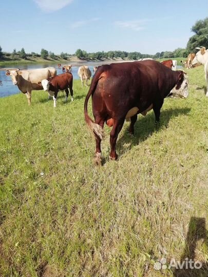 Бык племянной Герефорд 3,5 года