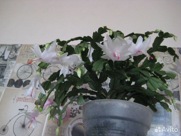 Шлюмбергера, рипсалидопсис