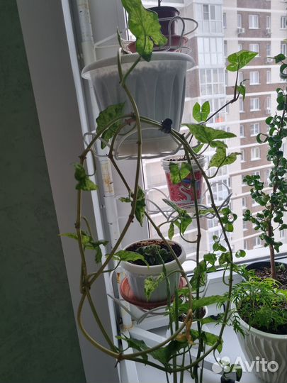 Комнатные растения-сингониум мохито