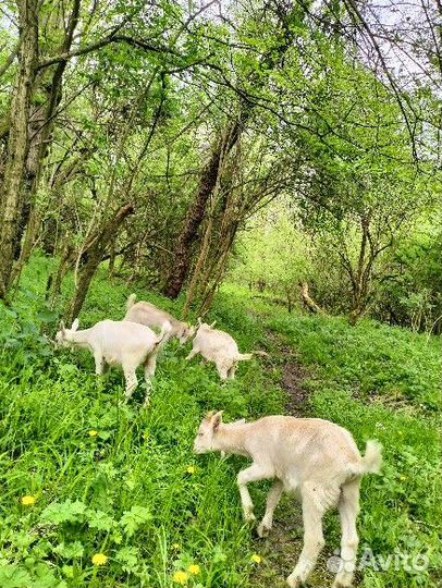 Козел ламанча