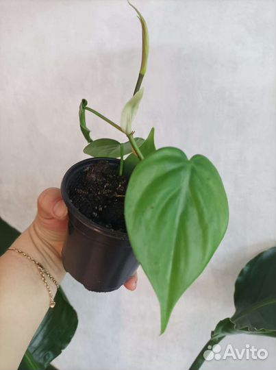 Филодендрон сканденс