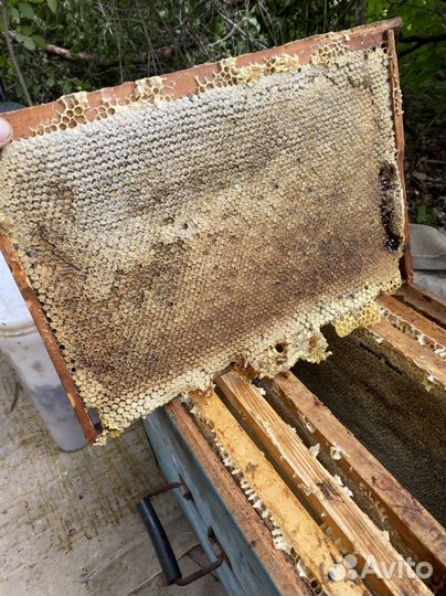 Свежий мед 2023г