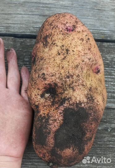 Продам домашний картофель