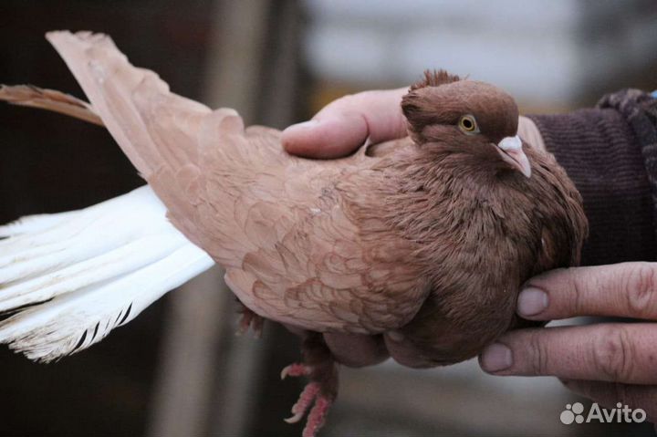 Николаевские голуби