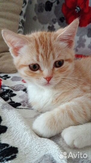 Рыжий котик