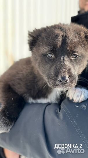 Щенки охранники от породистых собак