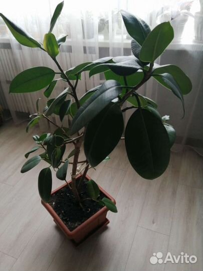 Фикус бенджамина, фикус