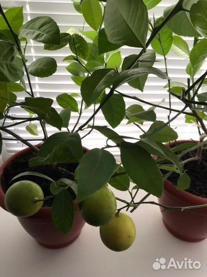 Цитрусовые растения