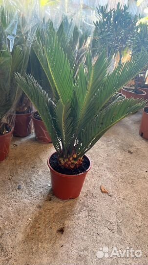 Пальма цикас