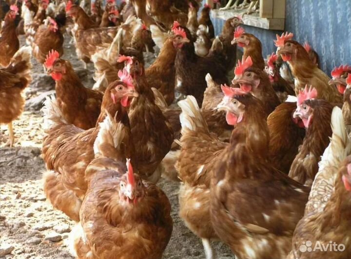 Курица несушка