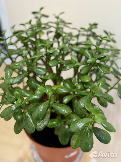 Crassula, Крассула, Денежное дерево
