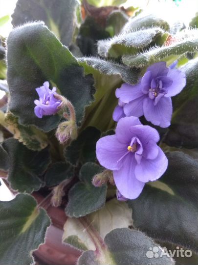 Оксалис, Сенполия, Амариллис