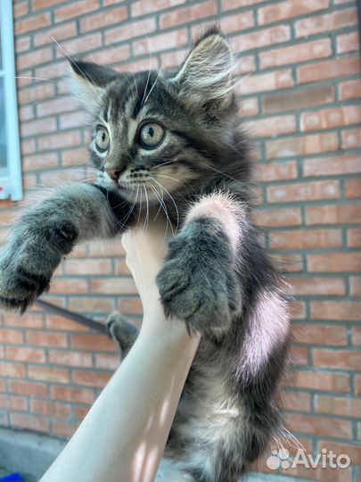 Котенок в добрые руки мальчик