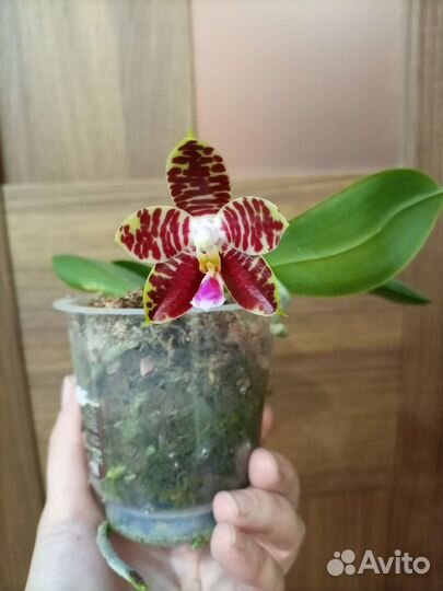 Орхидея
