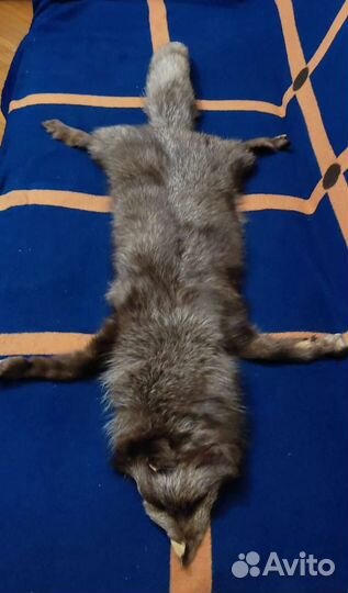 Шкура песца