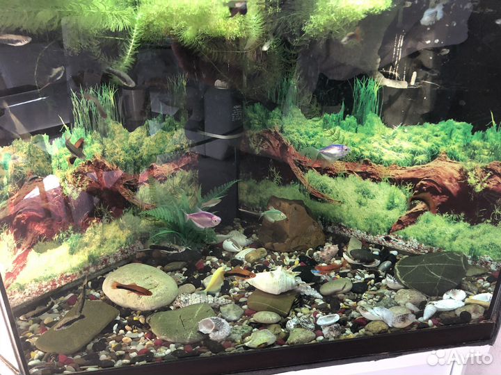 Аквариум