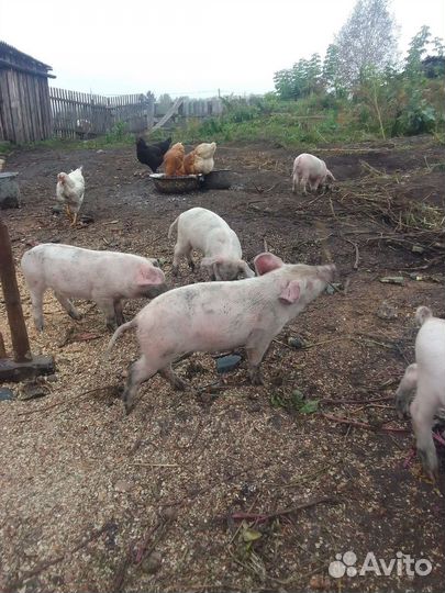 Поросята