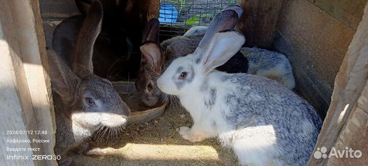 Кролики мясных пород