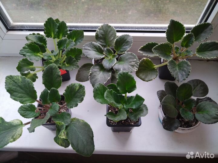 Фиалки (цена за всё) 11 сортов