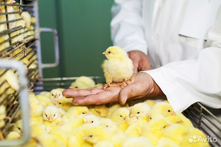 Работа всем