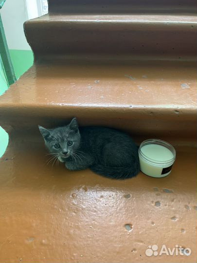 Котенок в дар