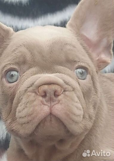 Французский бульдог Изабелловый нью шейд