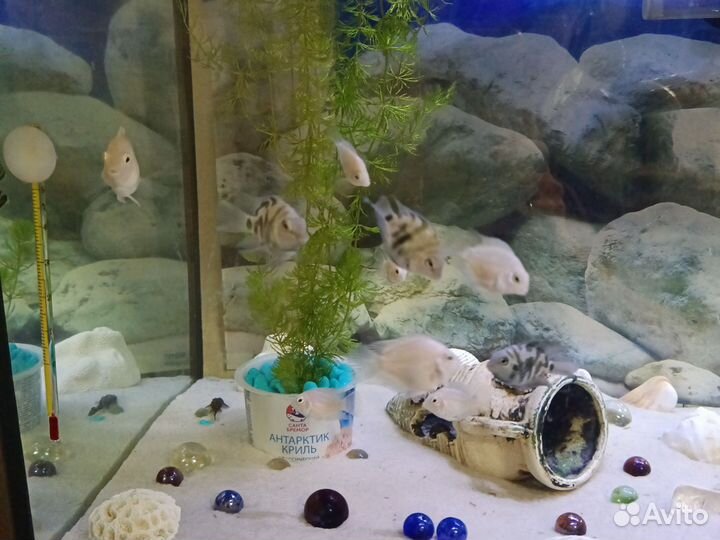 Аквариумные рыбки