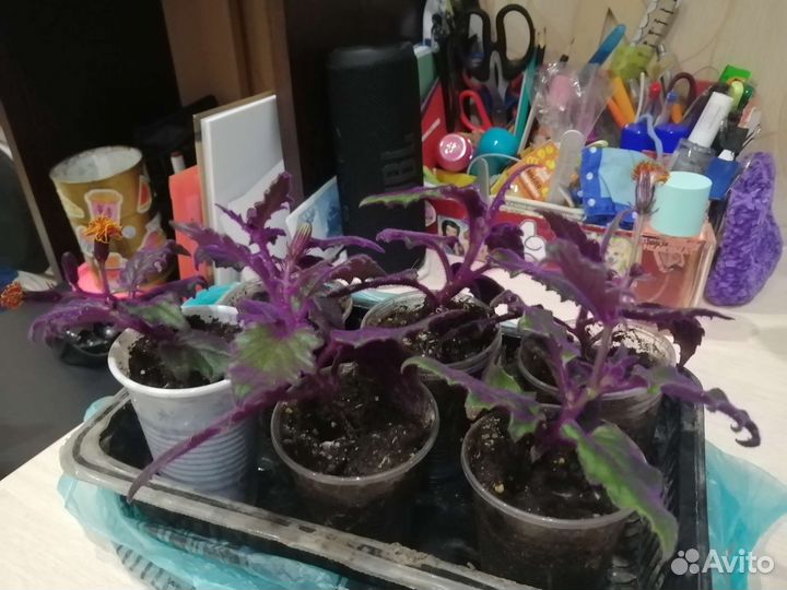 Гинура синяя птица