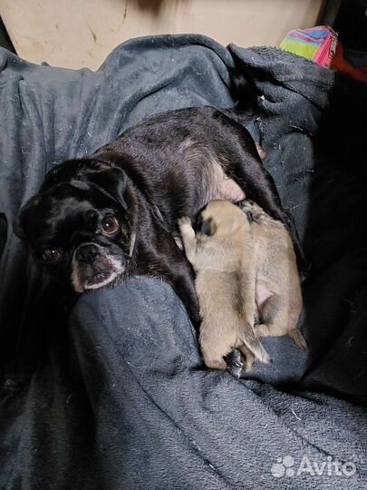 Продаю щенков мопса