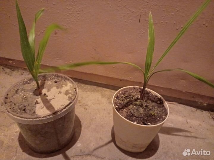 Пальма веерная Вашингтония Нитеносная и Робуста