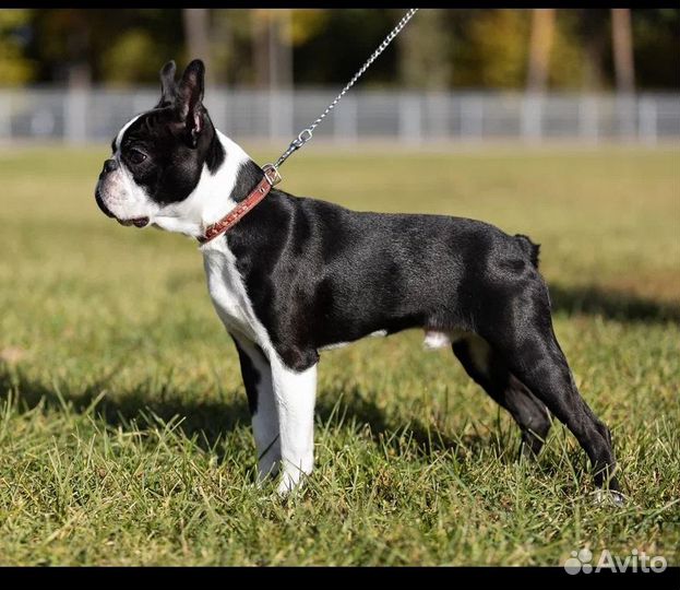 Бостон терьер