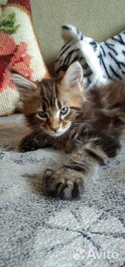 Мейн-кун вязка