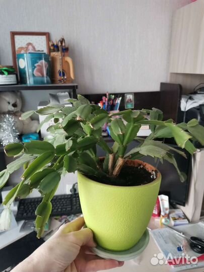 Комнатные растения