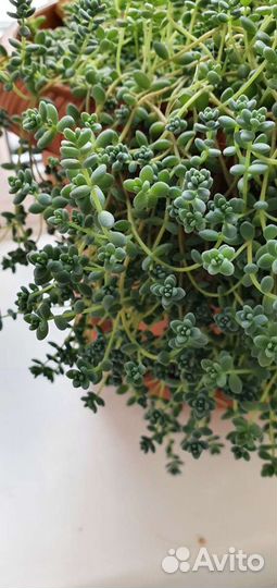 Суккулент Седум дасифиллюм (очиток)