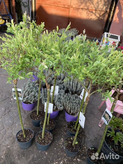 Ива хакуро нишики на штамбе