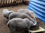 Продам молодых овец