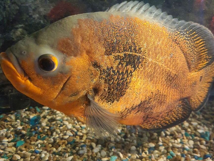 Аквариумные рыбки - Astronauts + сомик Synodontis