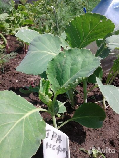 Рассада кабачка,свеклы,капусты,базилика