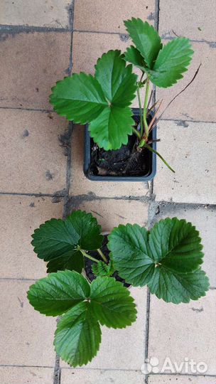 Земклуника сорт Пенелопа