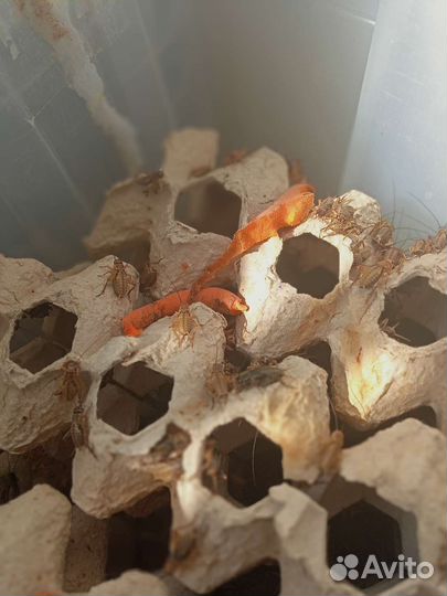 Сверчки кормовые живые и заморозка