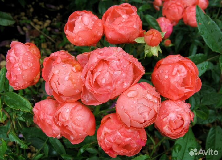 Саженцы полиантовых обильноцветущих роз