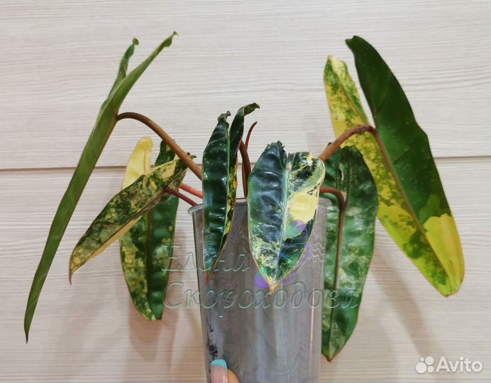 Филодендроны