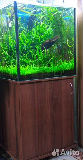 Аквариум optiwhite-170 литров.Лампрологус симилис