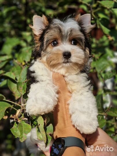 Бивер мальчик