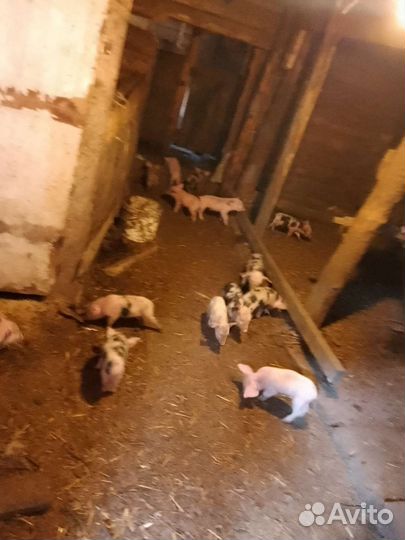 Поросят